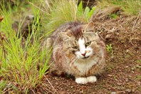Нордический валаамский кот